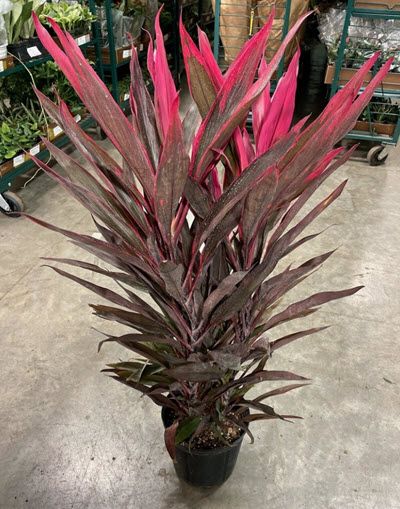 Red Pepper Cordyline